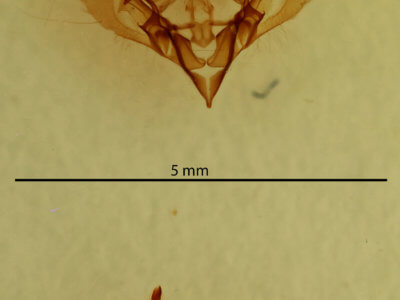 genitalia view of adult Elaphria chalcedonia