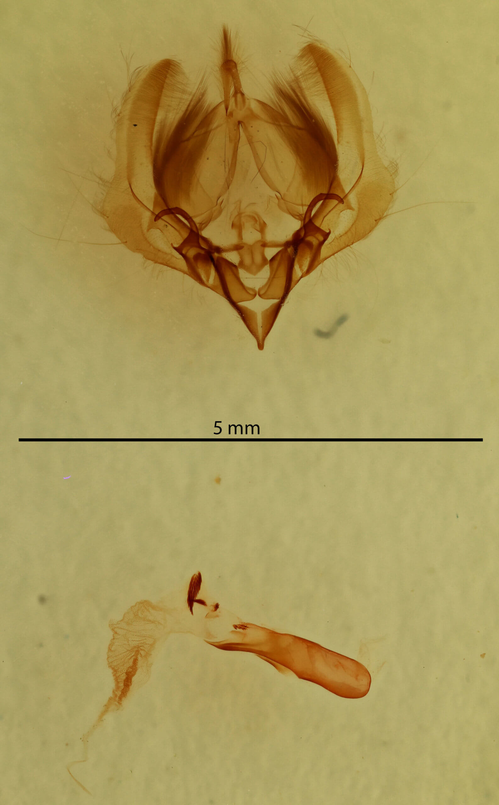 genitalia view of adult Elaphria chalcedonia