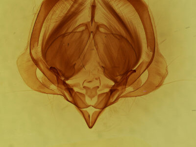 genitalia view of adult Elaphria exesa