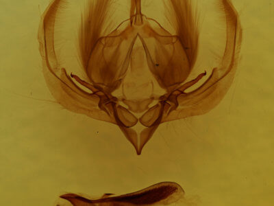 genitalia view of adult Elaphria fuscimacula