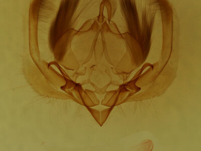 genitalia view of adult Elaphria grata