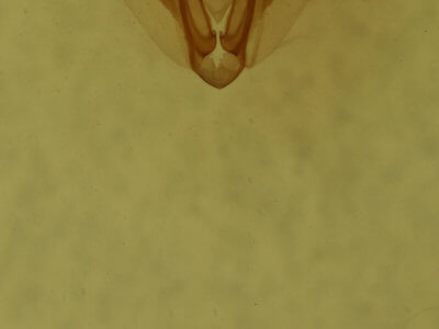 genitalia view of adult Elaphria versicolor