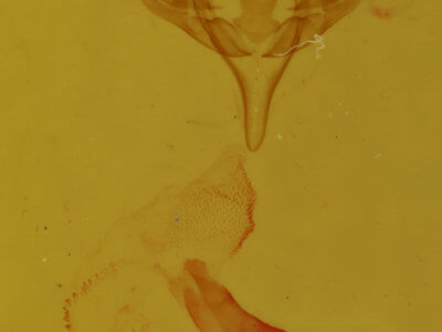 genitalia view of adult Emariannia cucullidea