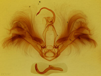genitalia view of adult Epidromia rotundata