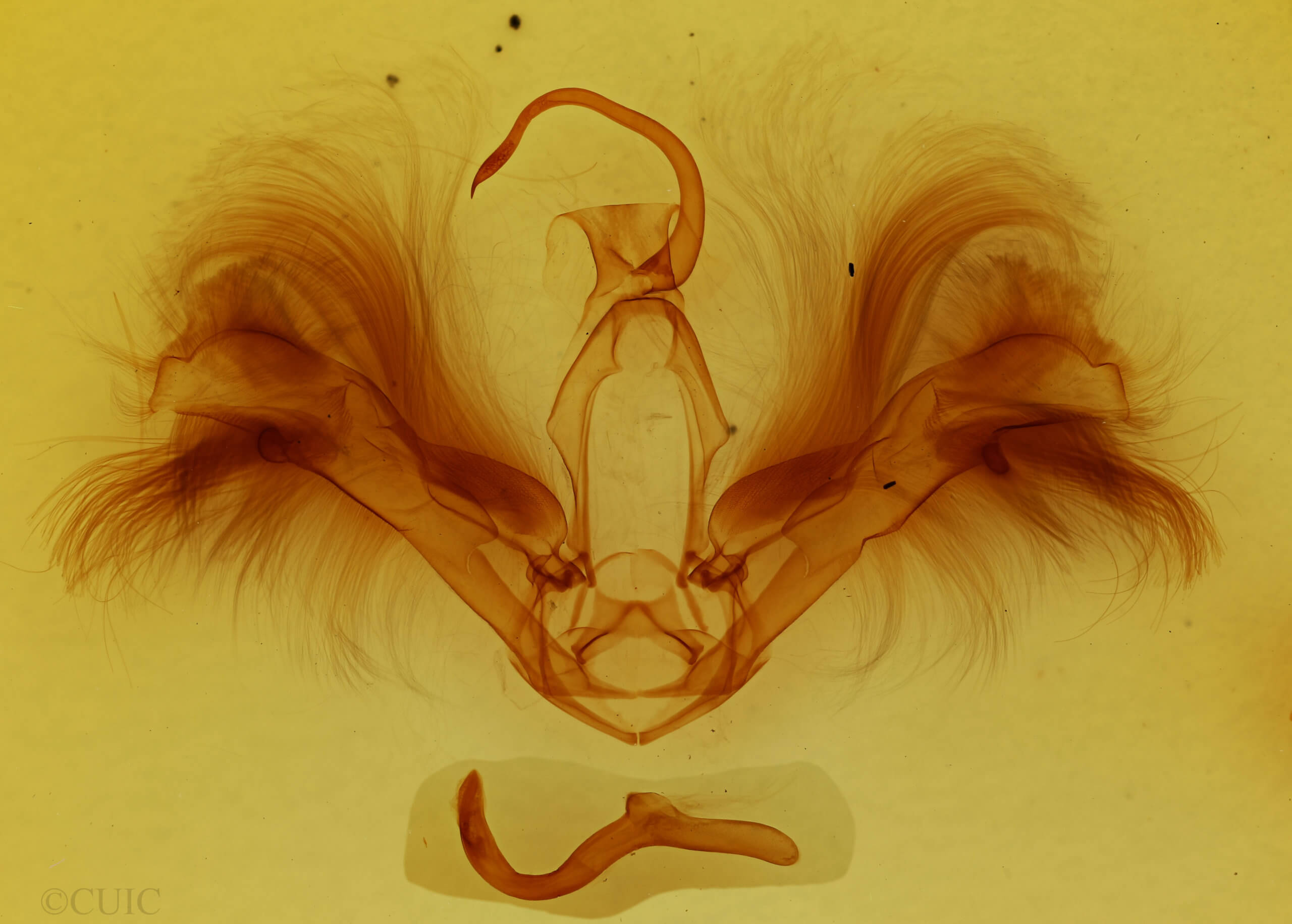 genitalia view of adult Epidromia rotundata