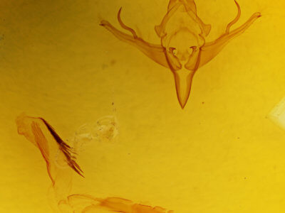 genitalia view of adult Epiglaea apiata