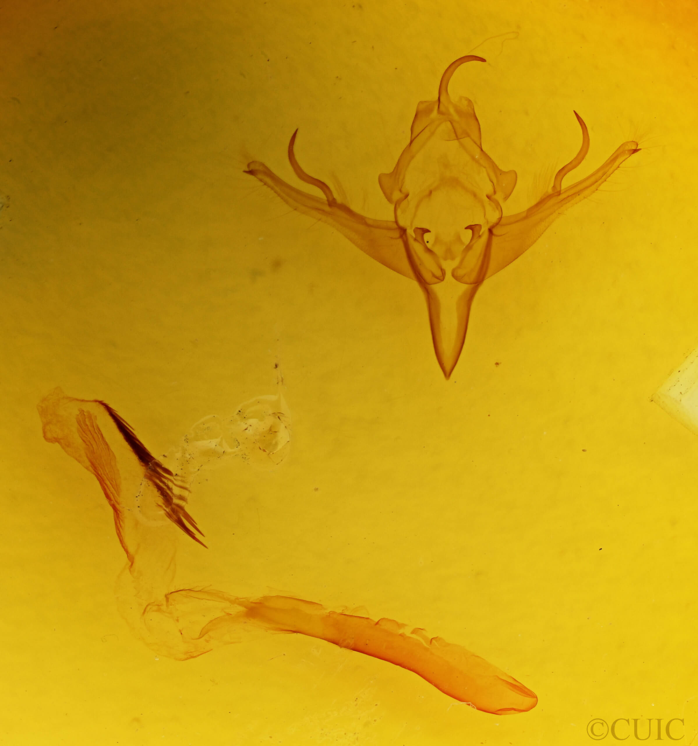 genitalia view of adult Epiglaea apiata