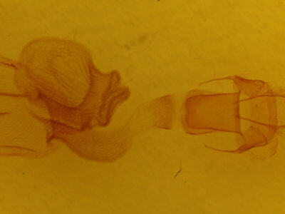 genitalia view of adult Epiglaea apiata