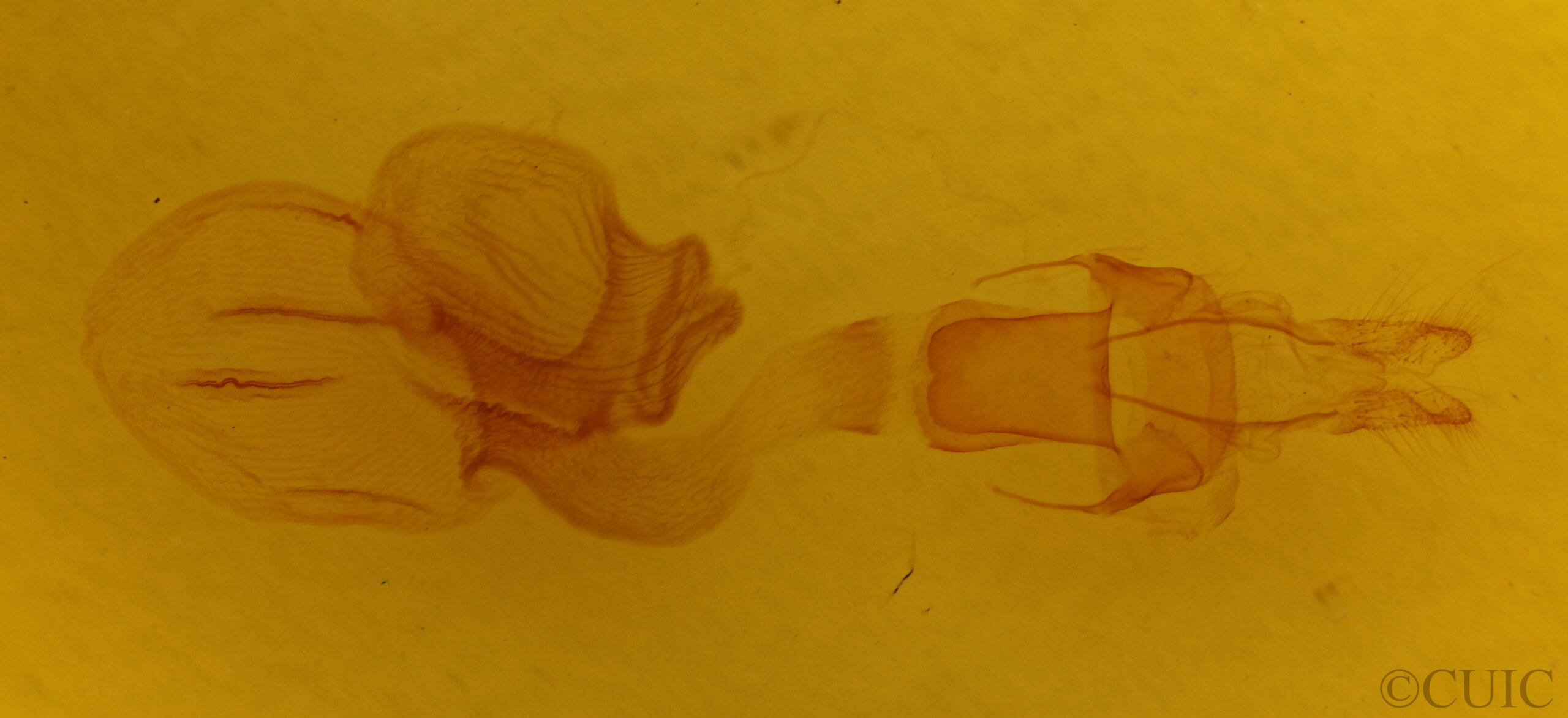 genitalia view of adult Epiglaea apiata