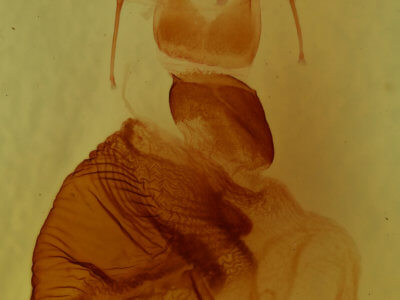 genitalia view of adult Epiglaea decliva