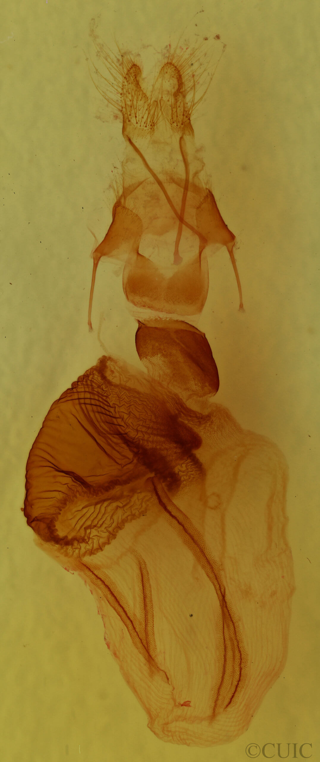 genitalia view of adult Epiglaea decliva
