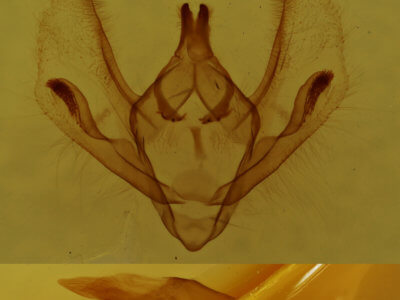genitalia view of adult Epimecis hortaria
