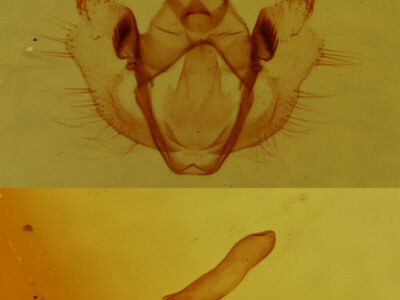 genitalia view of adult Erannis tiliaria
