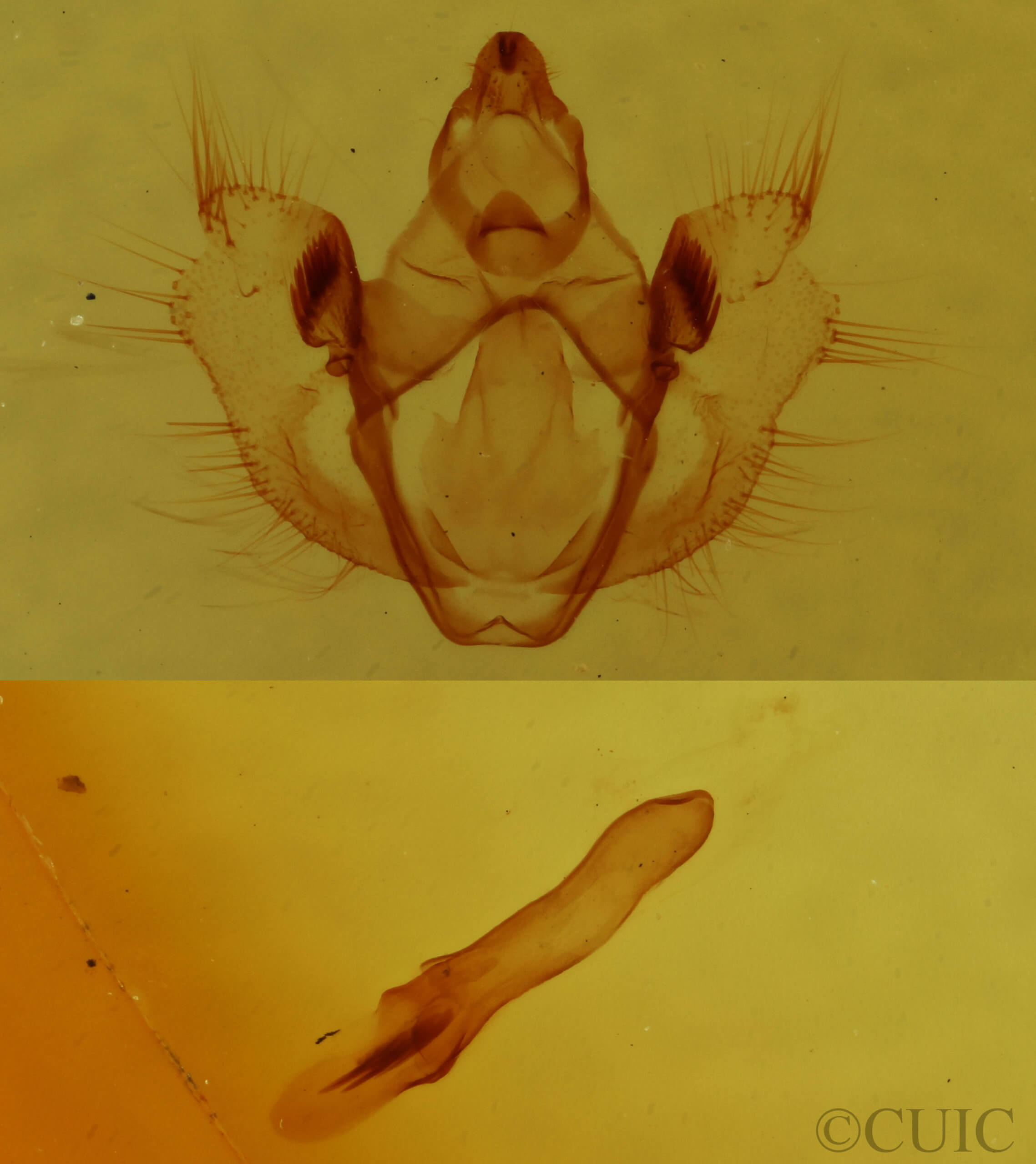 genitalia view of adult Erannis tiliaria