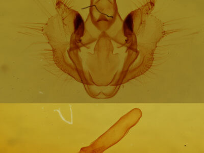 genitalia view of adult Erannis tiliaria