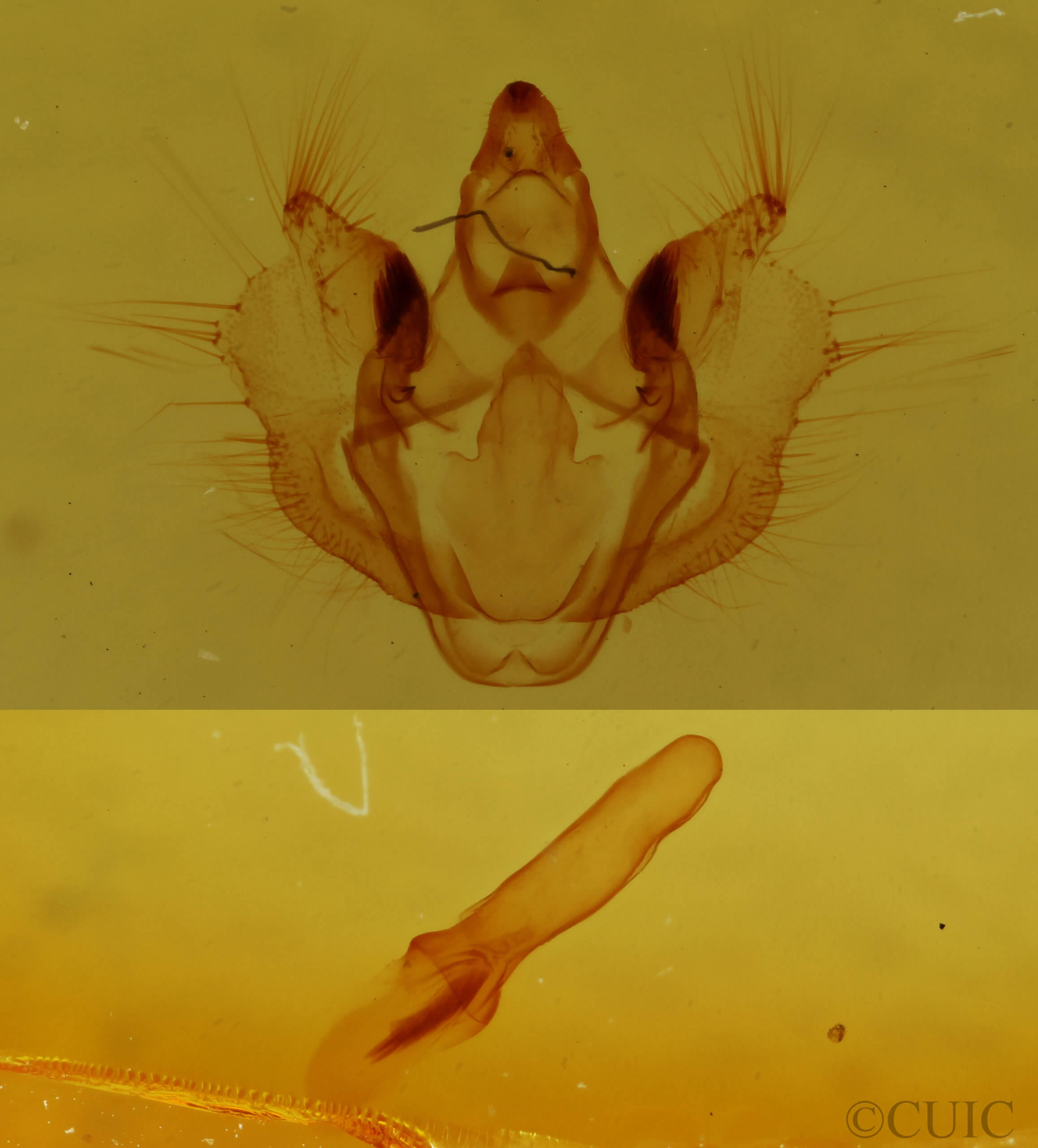 genitalia view of adult Erannis tiliaria