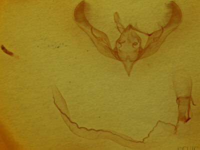 genitalia view of adult Anicla illapsa