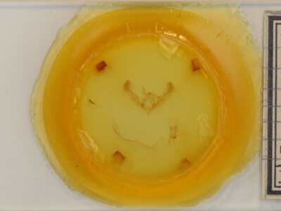 slide view of adult Anicla illapsa