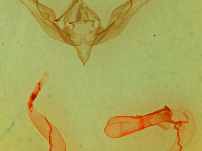 genitalia view of adult Anicla illapsa