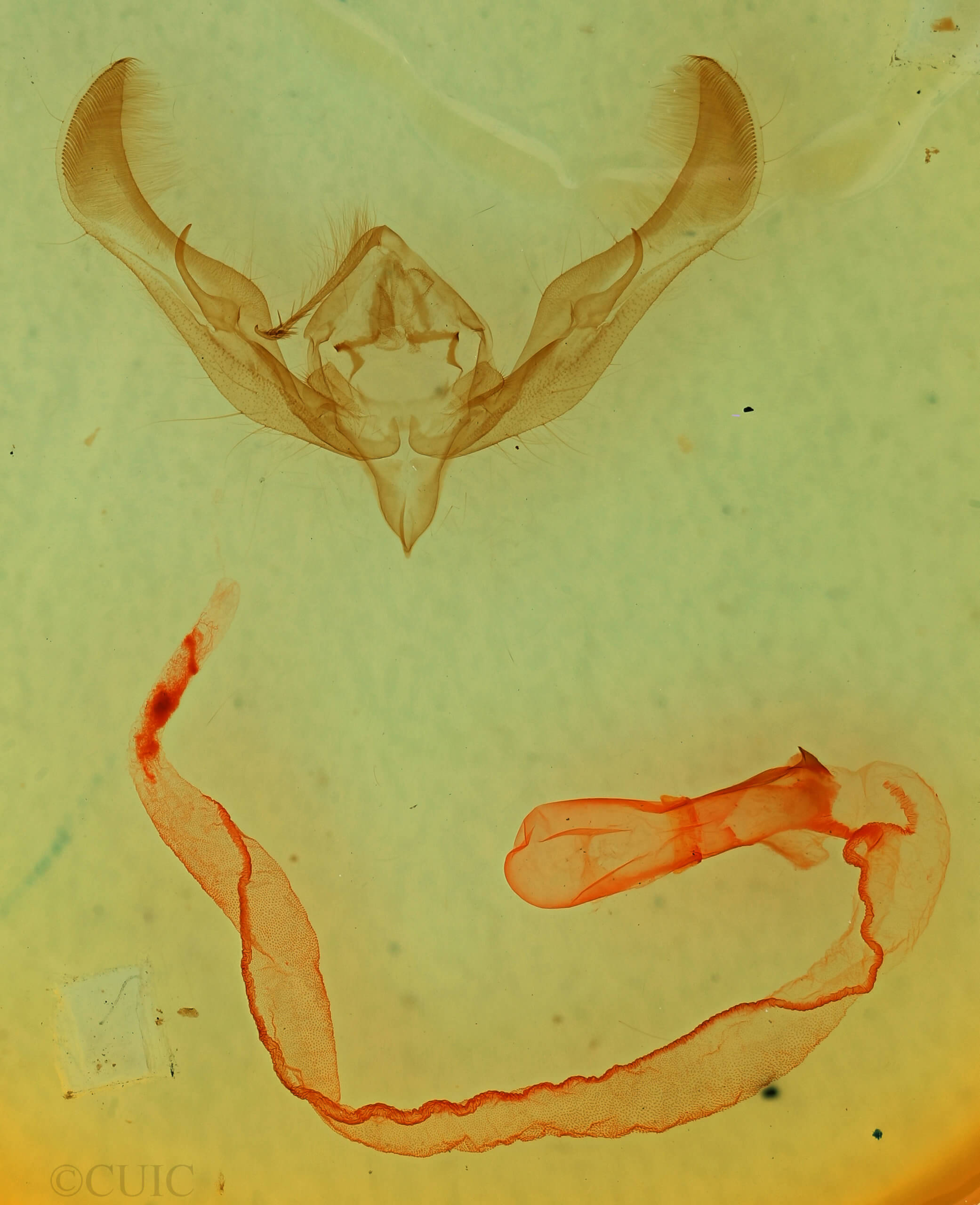 genitalia view of adult Anicla illapsa