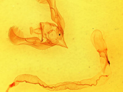 genitalia view of adult Anicla lubricans