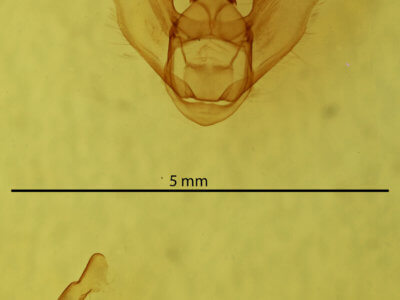 genitalia view of adult Euchlaena madusaria