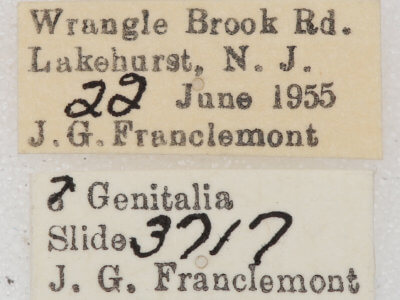 label view of adult Euchlaena madusaria