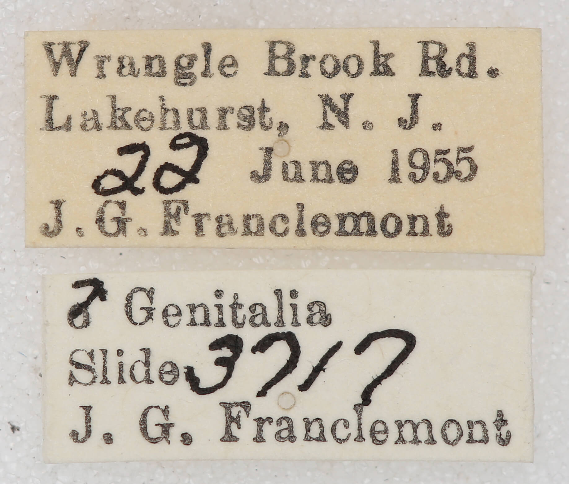 label view of adult Euchlaena madusaria