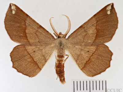 dorsal view of adult Euchlaena madusaria