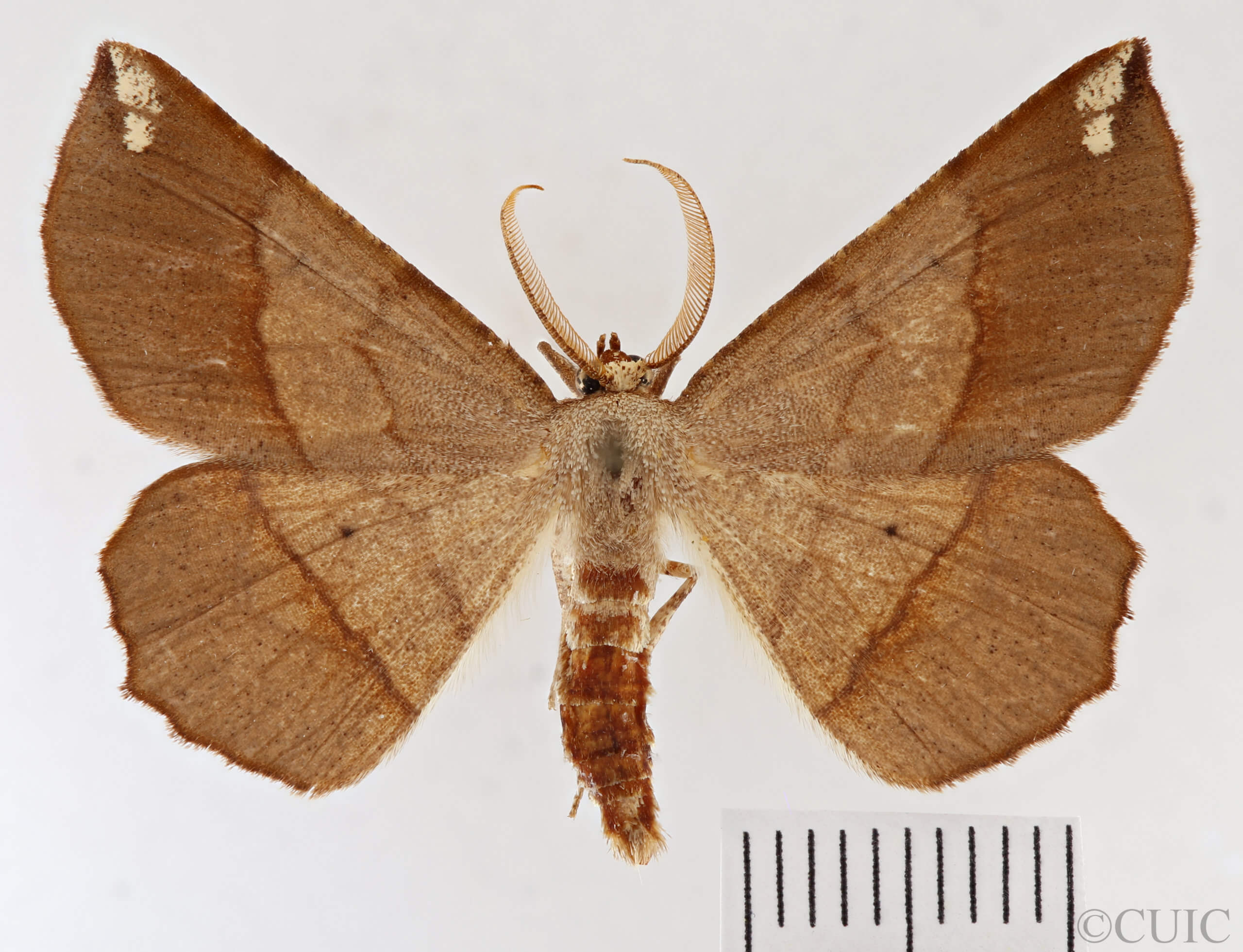 dorsal view of adult Euchlaena madusaria