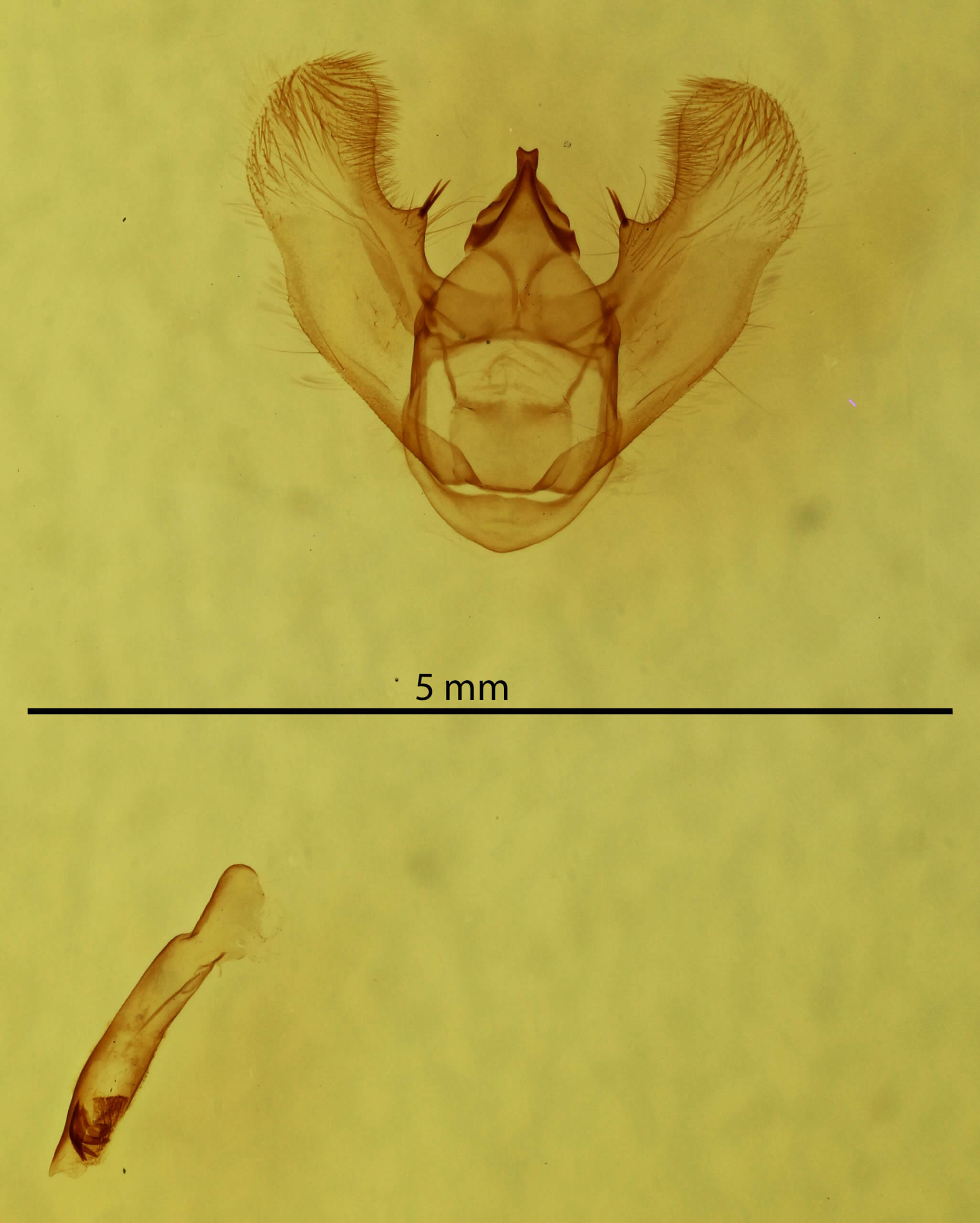 genitalia view of adult Euchlaena madusaria