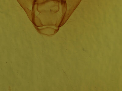 genitalia view of adult Euchlaena muzaria