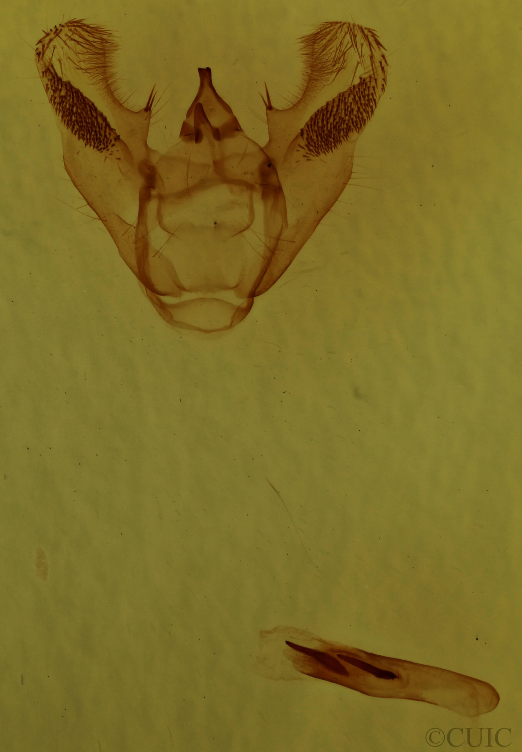genitalia view of adult Euchlaena muzaria