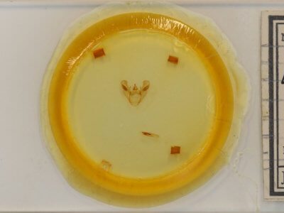 slide view of adult Euchlaena muzaria