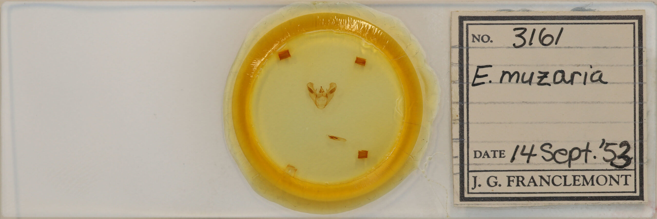 slide view of adult Euchlaena muzaria