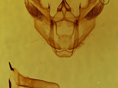 genitalia view of adult Euchlaena obtusaria