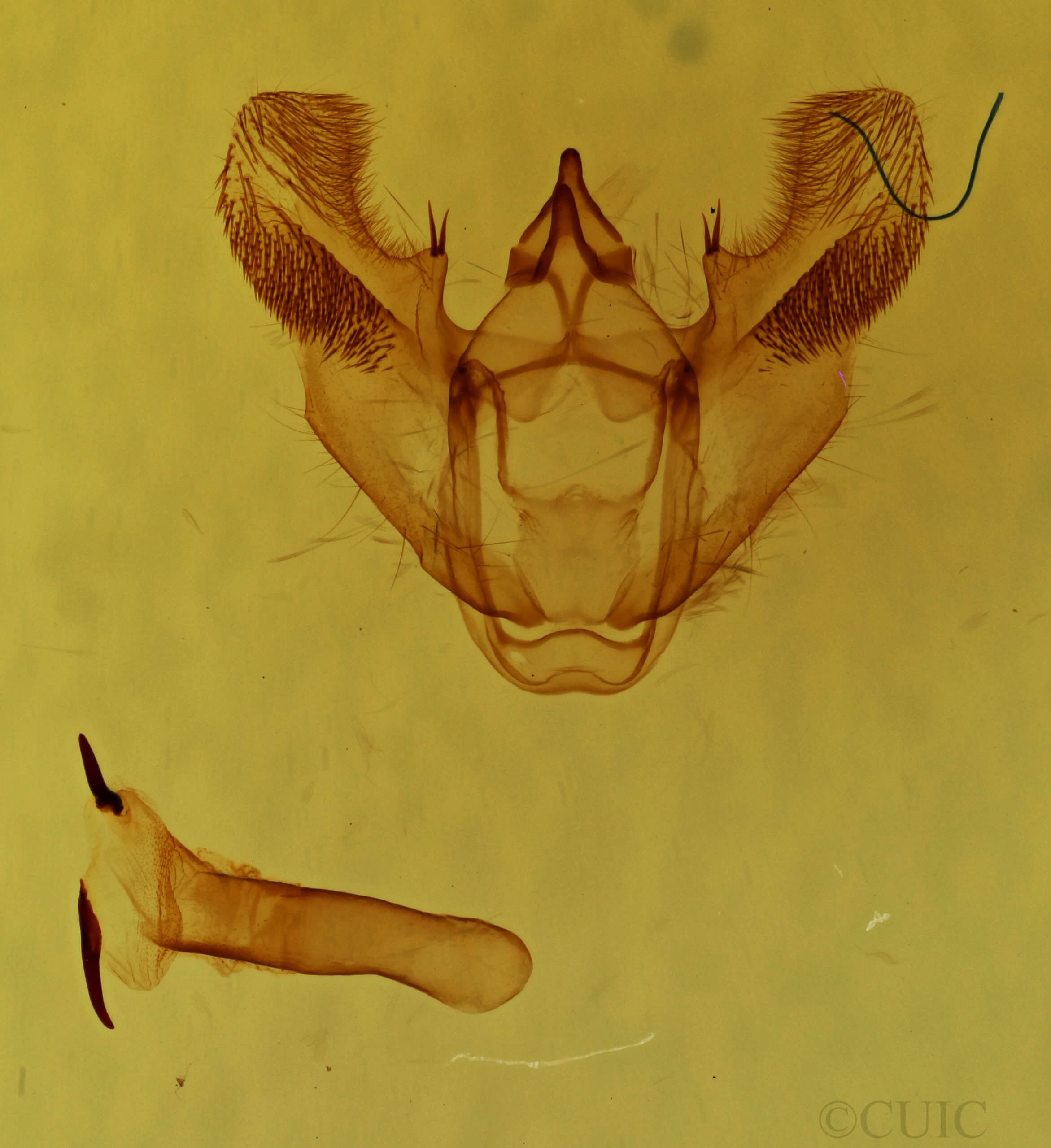 genitalia view of adult Euchlaena obtusaria