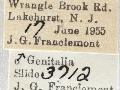 label view of adult Euchlaena obtusaria