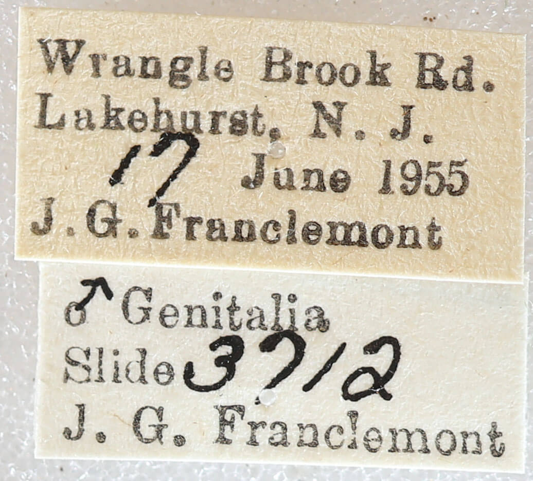 label view of adult Euchlaena obtusaria