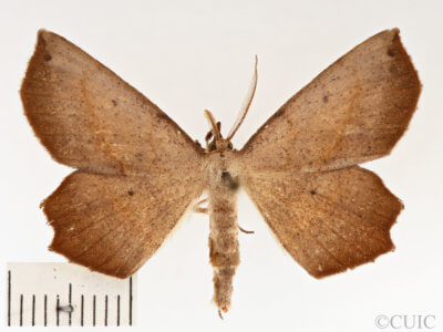 dorsal view of adult Euchlaena obtusaria