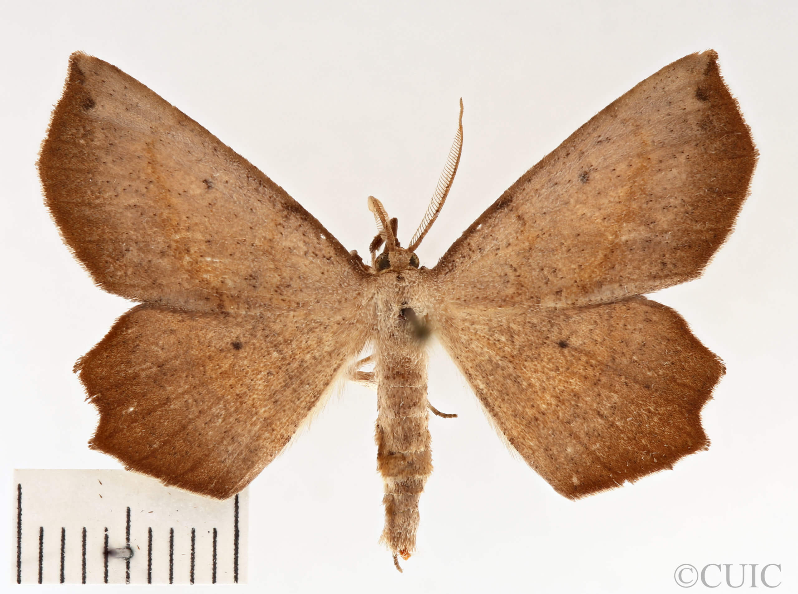 dorsal view of adult Euchlaena obtusaria