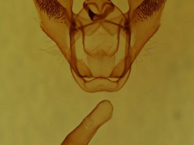 genitalia view of adult Euchlaena obtusaria