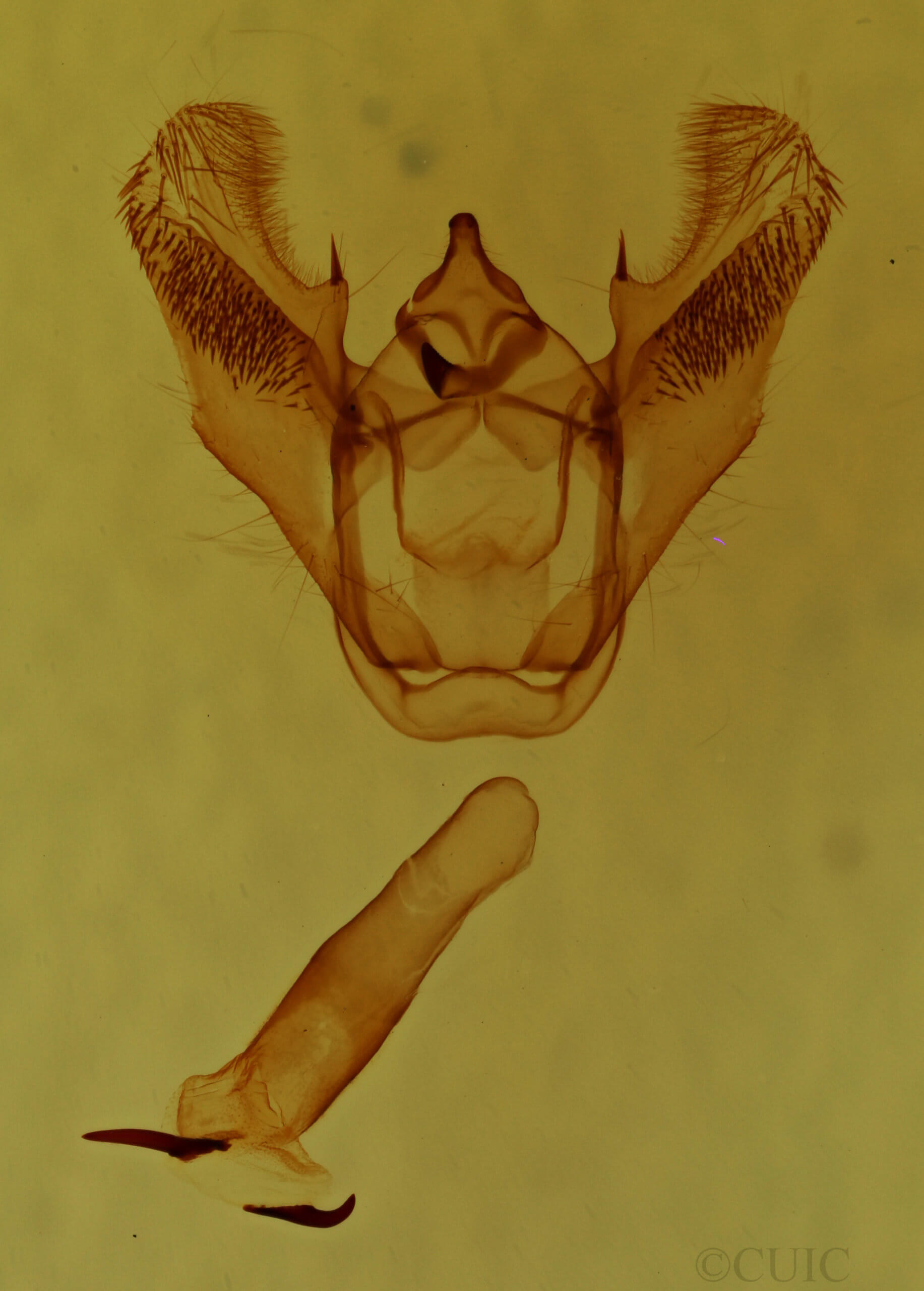 genitalia view of adult Euchlaena obtusaria