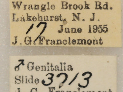 label view of adult Euchlaena obtusaria