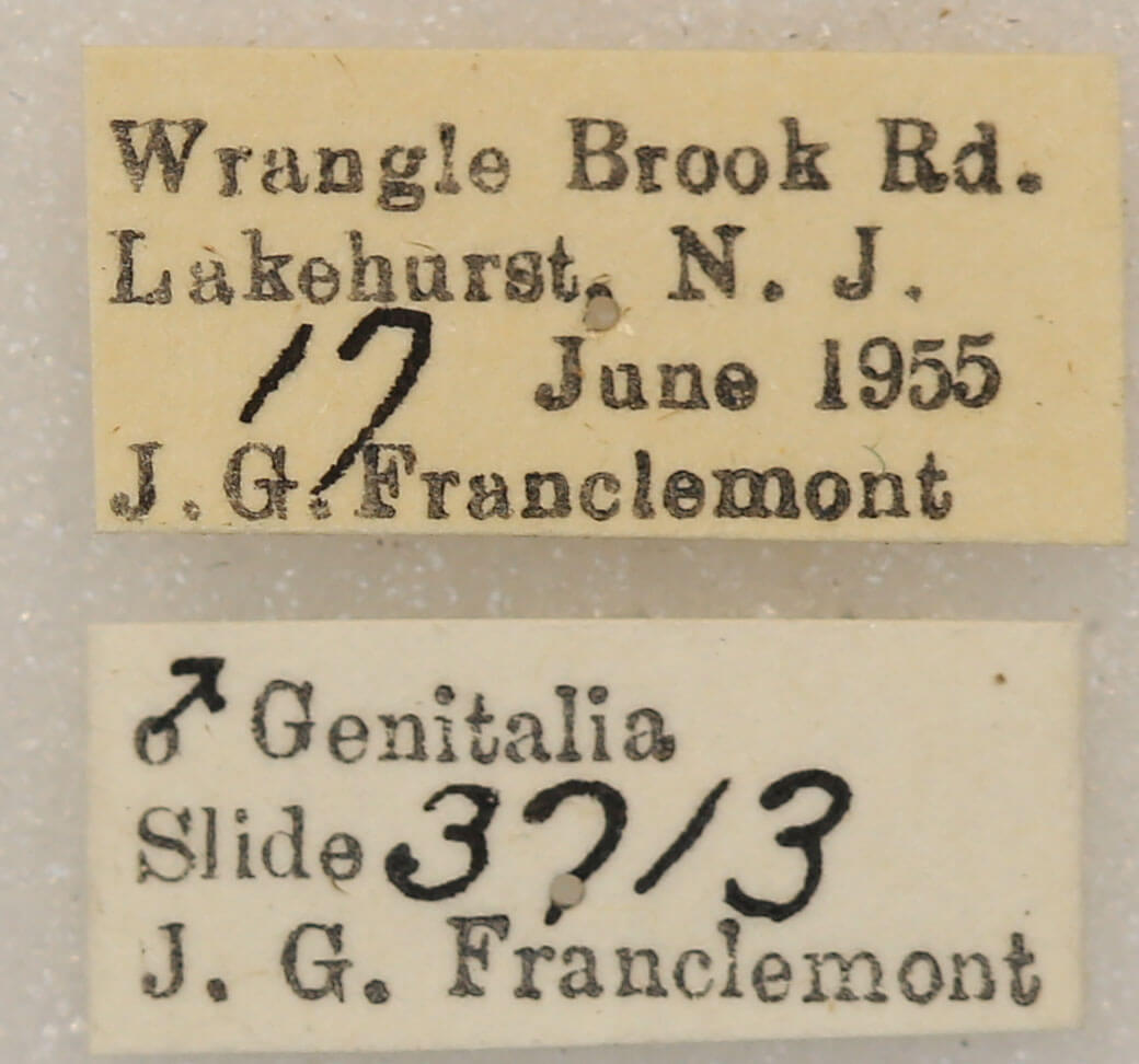 label view of adult Euchlaena obtusaria