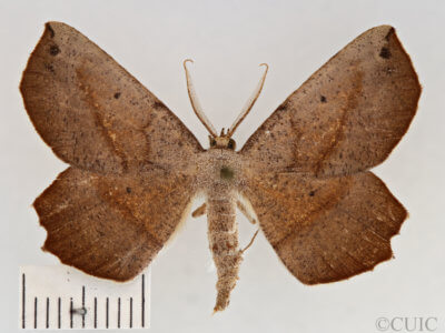 dorsal view of adult Euchlaena obtusaria