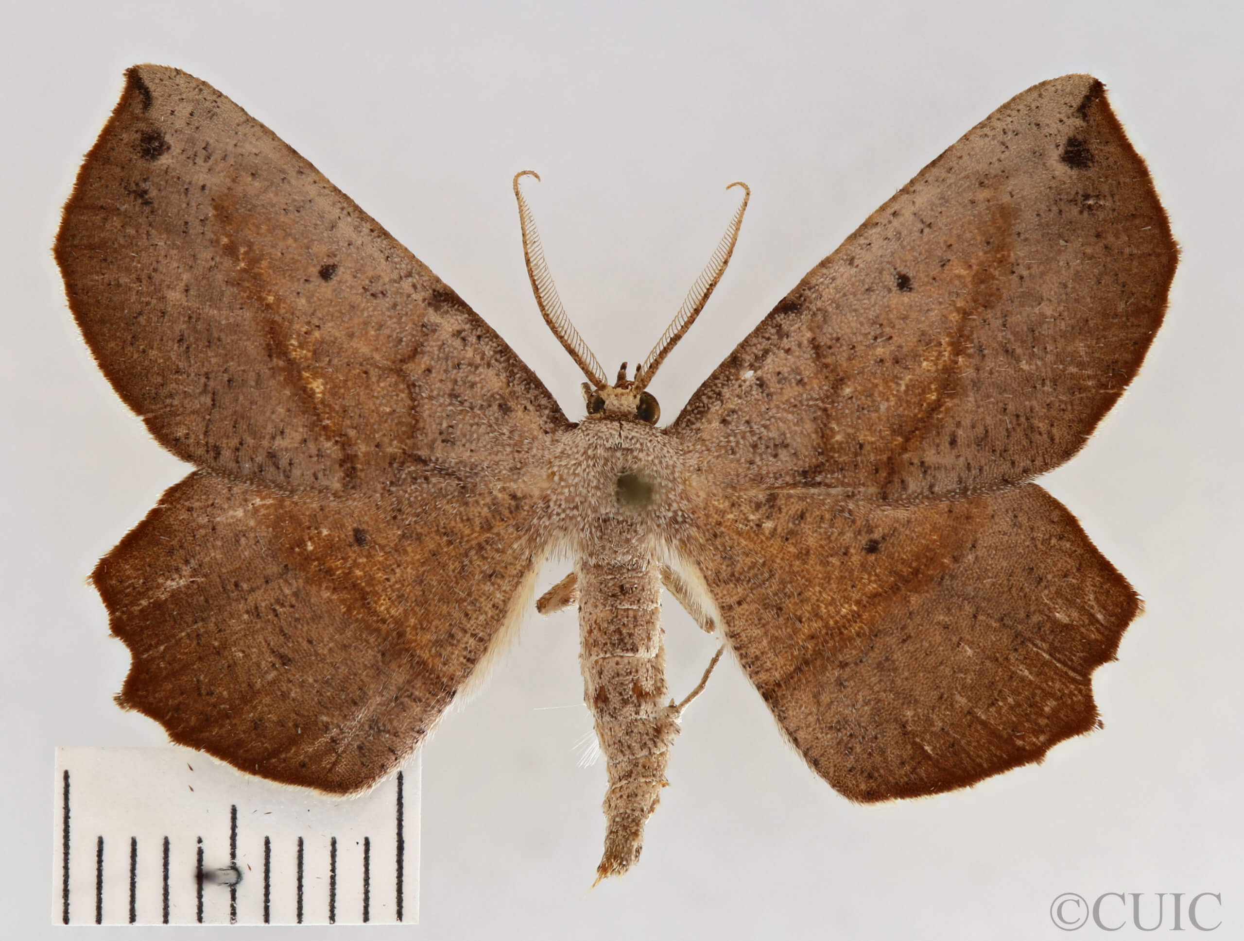 dorsal view of adult Euchlaena obtusaria