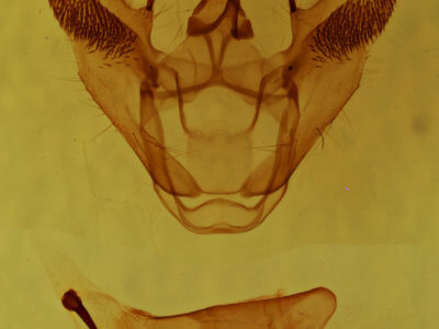 genitalia view of adult Euchlaena obtusaria