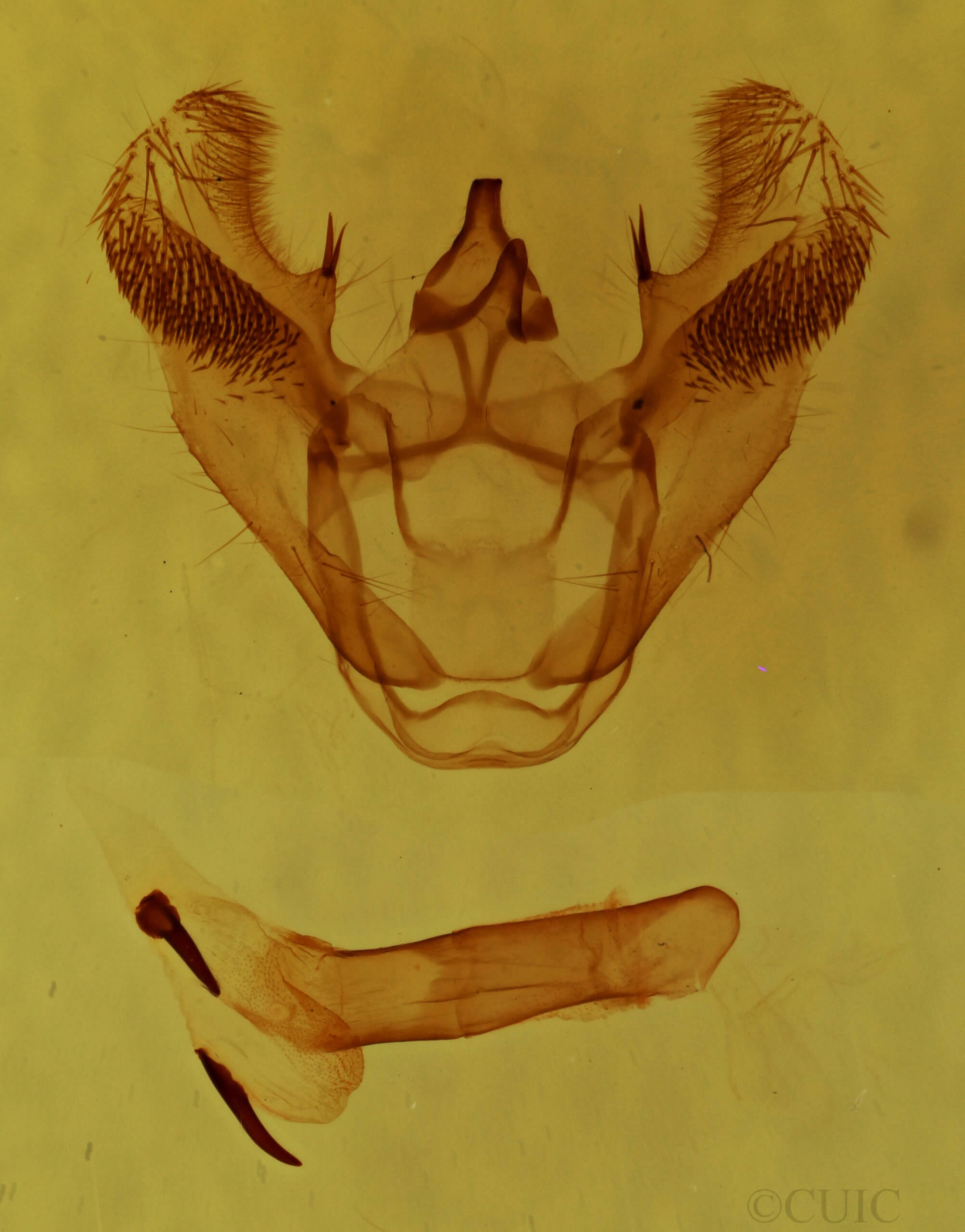 genitalia view of adult Euchlaena obtusaria