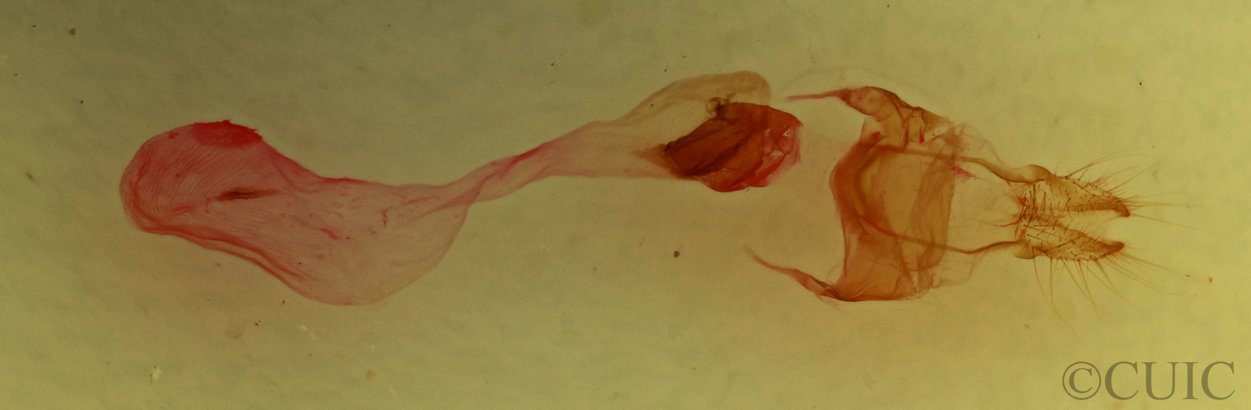 genitalia view of adult Eucirrhoedia pampina
